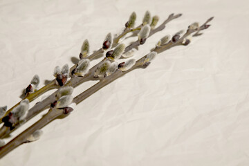spring fur seals on branches laid out on a beige background