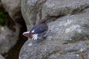 a small bird on the rocks