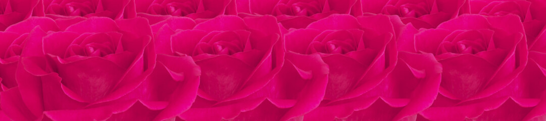Obraz premium Panorama Pattern of Vivid Pink Roses in Full Bloom