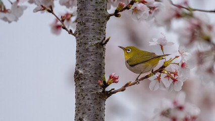 bird on a branch