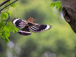 butterfly on a flower