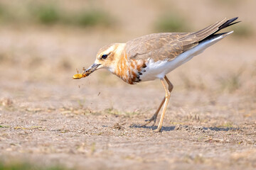 Obraz premium black crowned night heron