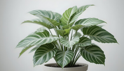 Elegant Aphelandra Squarrosa Houseplant in Modern Pot, Studio Shot