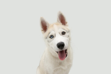 Portrait happy siberian husky puppy dog sticking tongue out. Isolated on white background © Sandra