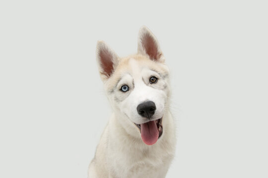 Portrait happy siberian husky puppy dog sticking tongue out. Isolated on white background