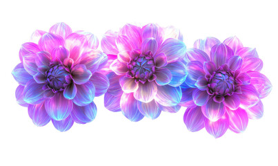 Obraz premium Glowing Dahlia Flowers in Hyper Detailed Artistic Style Isolate on Transparent Background, cutout, png