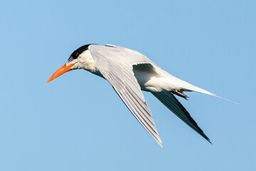 A side view of a Caspian Tern in flight.