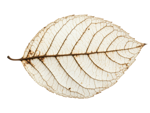 Detailed view of a dry leaf showcasing delicate veins and texture