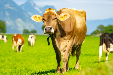 Cow in fields. Cattle ranch. Sunny meadow with grazing cow. Herd of cows on a grassy meadow. Cattle in nature. Pastures with cow. Rural livestock. Grazing cow.
