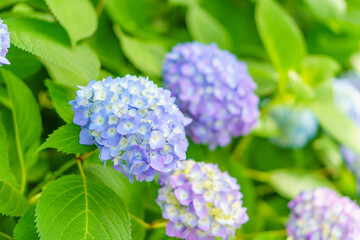 紫陽花のグラデーション