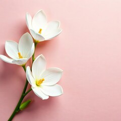 Obraz premium Beautiful oversized white blooms set against a blush pink canvas, design, floral pattern, serene