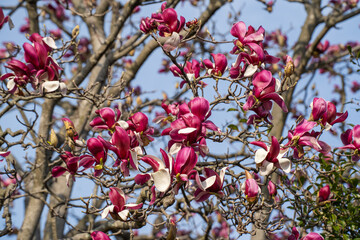 春到来に一挙に開花するモクレン