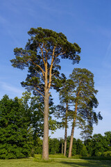 Schlangenhautkiefer (Pinus sp.), Landschaftsgarten, UNESCO Weltk
