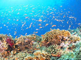 南国の海のイメージ素材