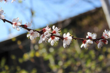 Beautiful spring apricot tree blossom. Close-up of white apricot tree branches blossom in spring.