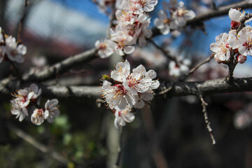 Beautiful spring apricot tree blossom. Close-up of white apricot tree branches blossom in spring.
