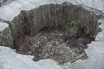 Hohler Baumstamm, Landschaftsgarten, UNESCO Weltkulturerbe, Ledn