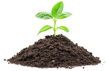 Young sprout emerging from soil