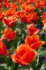 Orange Darwin-hybrid tulips Sunlight