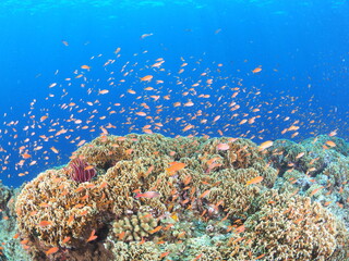 沖縄の美しいサンゴ礁の海とカラフルな熱帯魚