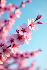 Obraz premium Branch of blooming sakura with fluffy pink petals set against a serene sky, tree, blooming, Japanese
