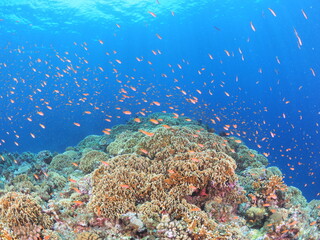 Naklejka premium 南国の鮮やかな海でシュノーケルするイメージ