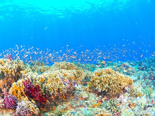 Fototapeta premium 南国の鮮やかな海でシュノーケルするイメージ