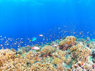 宮古島の美しい海でダイビング