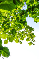 Linde (Tilia), Landschaftsgarten, UNESCO Weltkulturerbe, Lednice