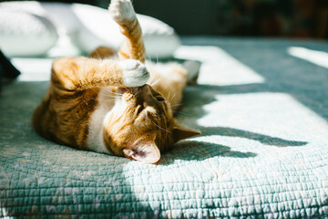 Orange Tabby Cat Naps on a Bed in the Daytime