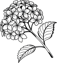 hydrangea flower outline icon black and white on transparent background