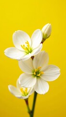 Obraz premium Close-up of delicate white and yellow blossoms set against a sunny yellow backdrop, nature, backdrop, close-up