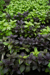  Fresh basil leaves. Purple and green basil grows in fertile soil. Natural food background. Basil...