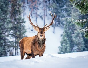 Fototapeta premium Noble deer male in winter snow forest. Artistic winter christmas