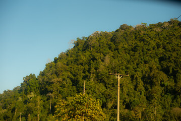 trees on the hill