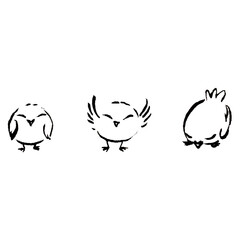 Trio de poussins