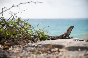 Iguana tomando el sol en las rocas cerca de la playa en Rivera Maya