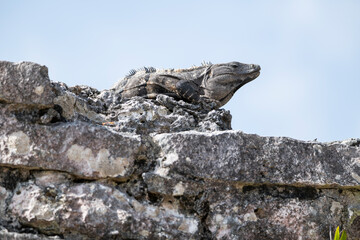 Iguana tomando el sol en las rocas cerca de la playa en Rivera Maya