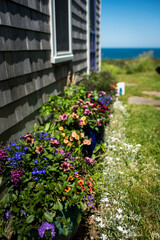 Coastal Cottage Garden with Colorful Flowers