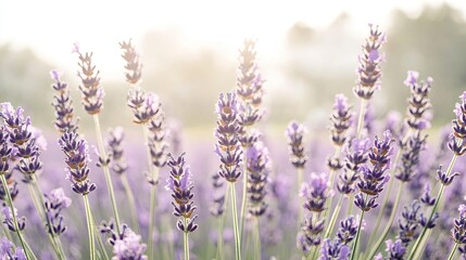 Naklejka premium Lavender blooms sway gently in soft light, creating serene, tran