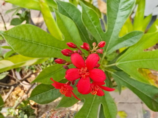 Spicy Jatrophahas bright red flowers and buds. Jatropha integerrima is shrub in Euphorbiaceae family. Peregrina is poisonous and latex causes redness and swelling. Cotton leaved Jatropha latex

