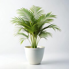 A vibrant, lush parlor palm thriving in a simple, elegant white pot against a bright, minimalist background.