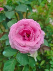 pink rose in garden