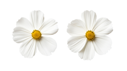Two white cosmos flowers, isolated, summer bloom, floral elegance, cut out transparent