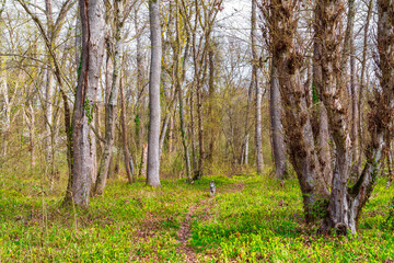 Fototapeta premium Husky dog runs in green spring forest