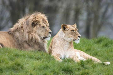 Male and female African lion