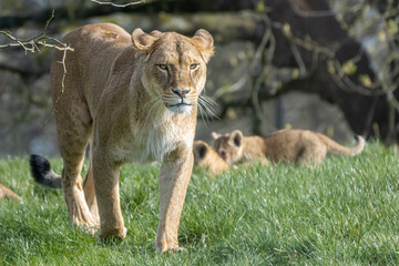 female African lion