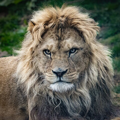 Male African lion