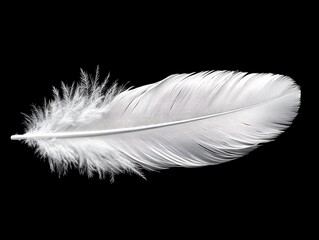 Obraz premium White Feather on Black Background