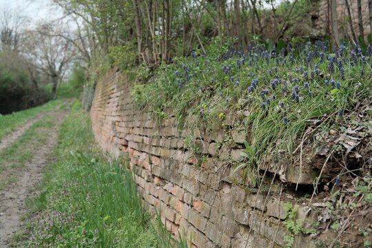 Old fortress wall in Petrovaradin, Serbia, overgrown with grass and spring wildflowers. Rustic bricks and dirt path evoke a mix of history and nature reclaiming forgotten spaces.